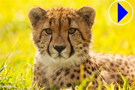 smithsonian zoo live cheetah cams.